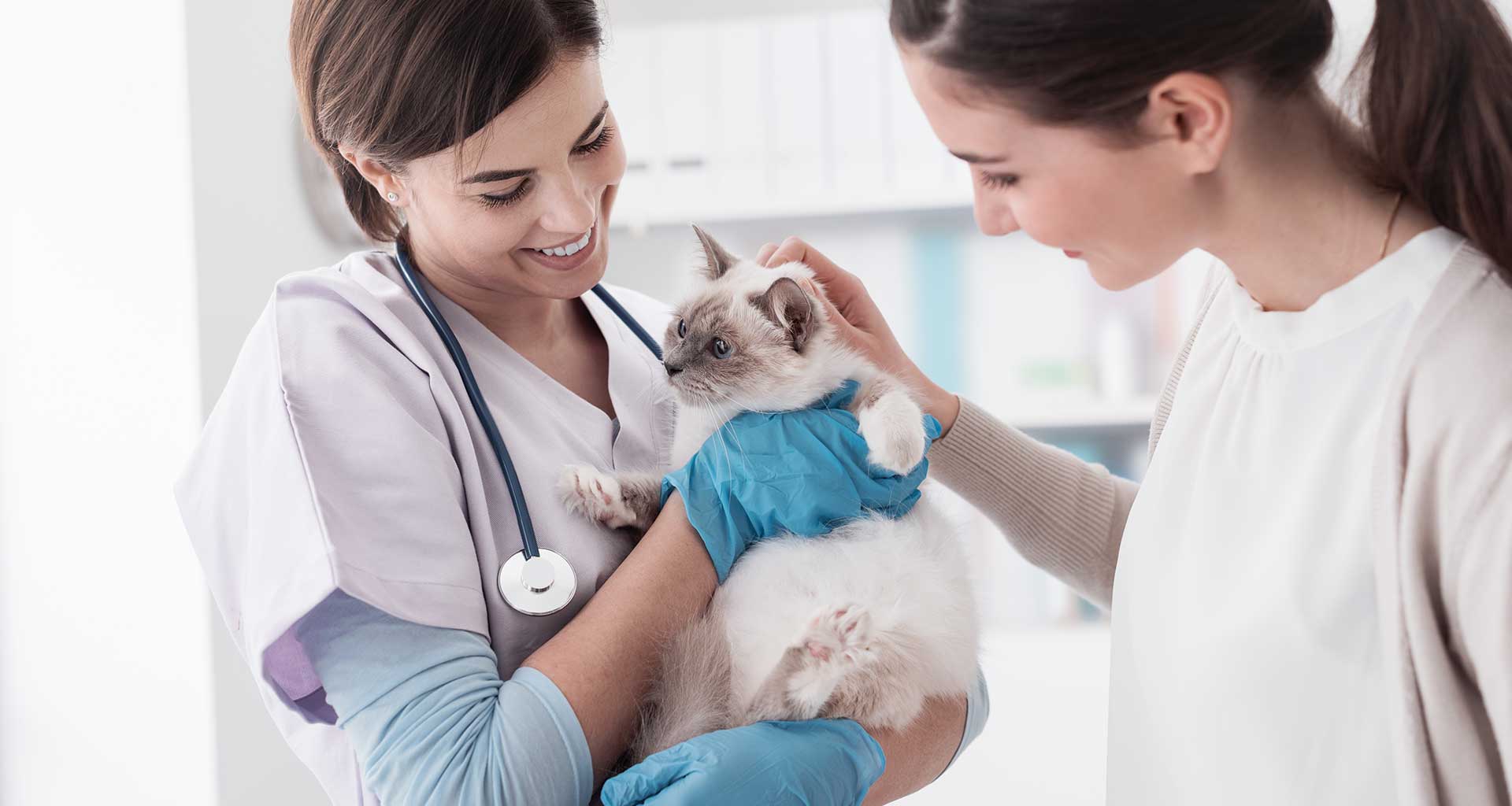 Specialist Vet Referrals