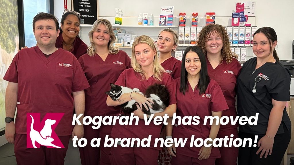 Kogarah Vet has moved to a brand new location
